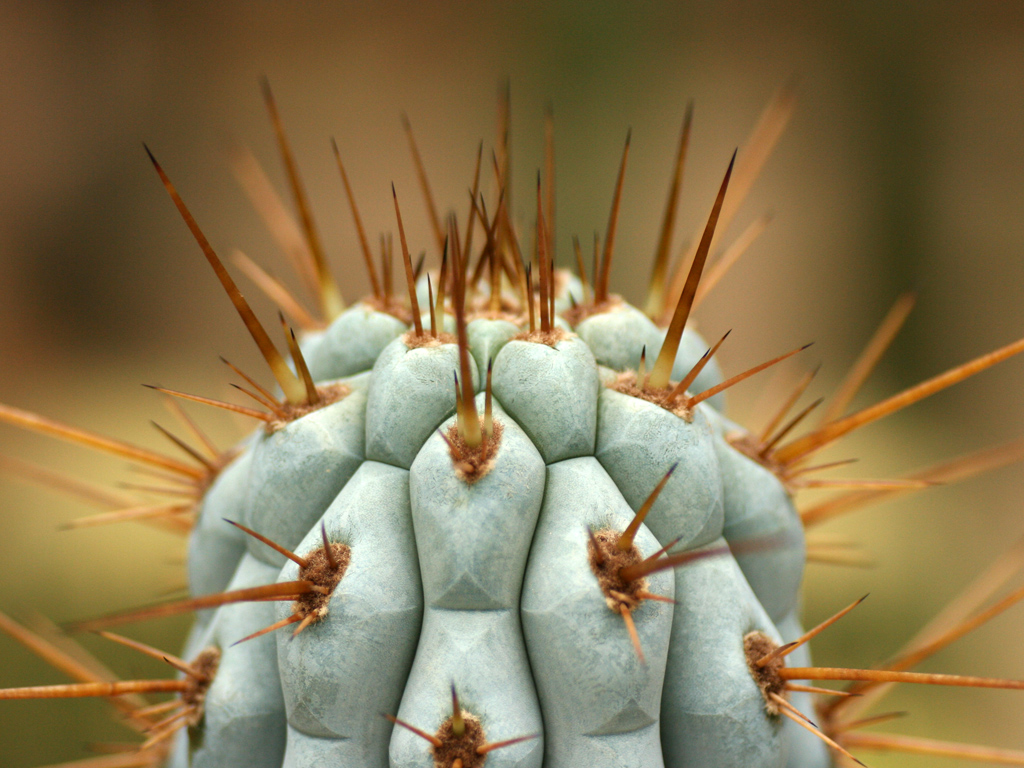 Wallpapers Nature Flowers cactus