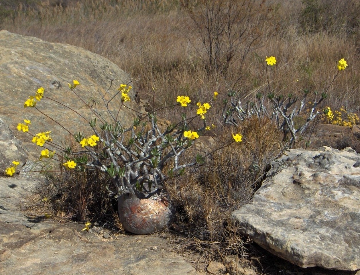 Wallpapers Nature Plants - Shrubs Pachypodium, dans le Parc de l'Isalo  Madagascar