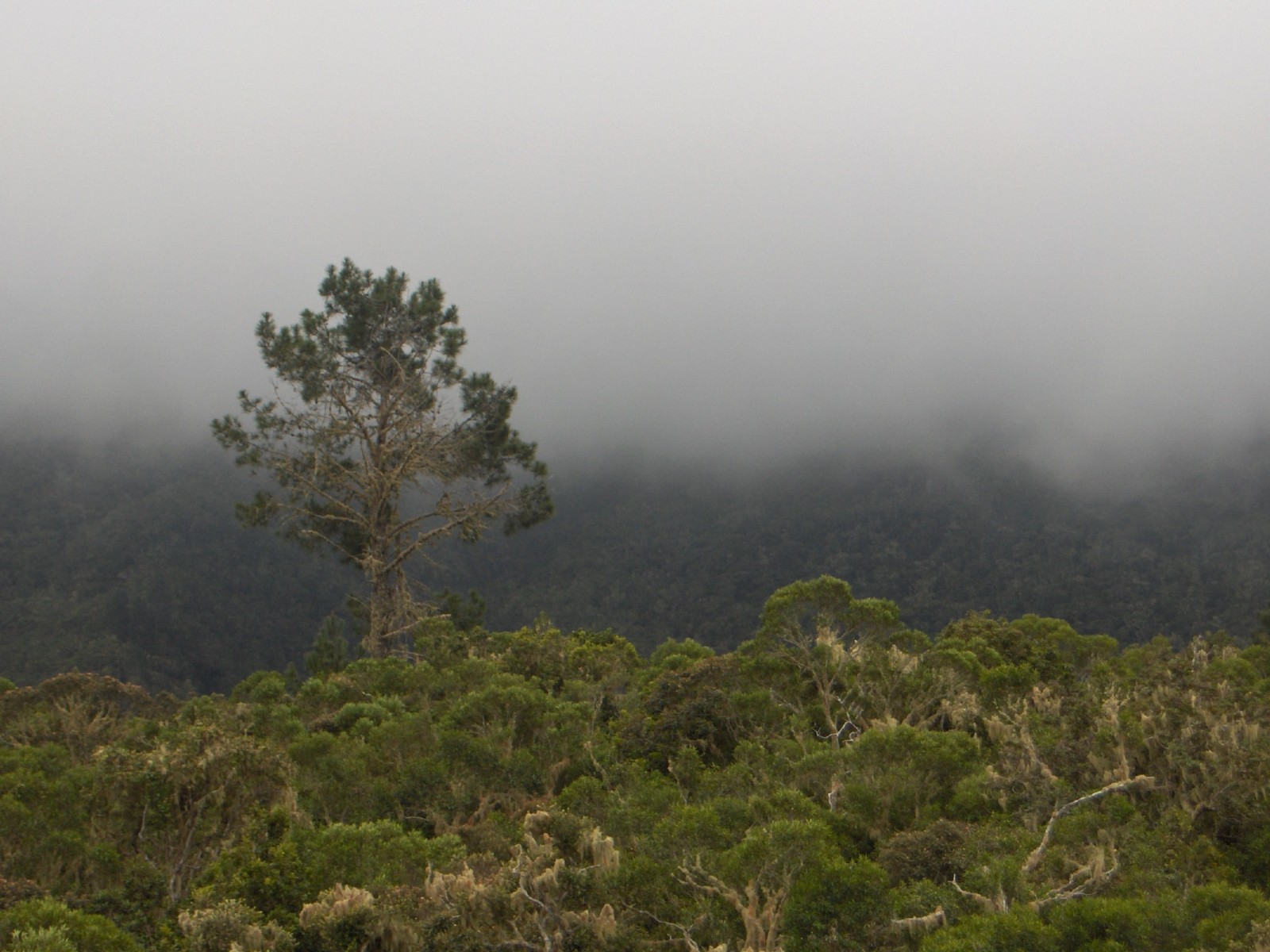 Wallpapers Trips : Africa Reunion Montagne dans la brume au Cirque de Cilaos