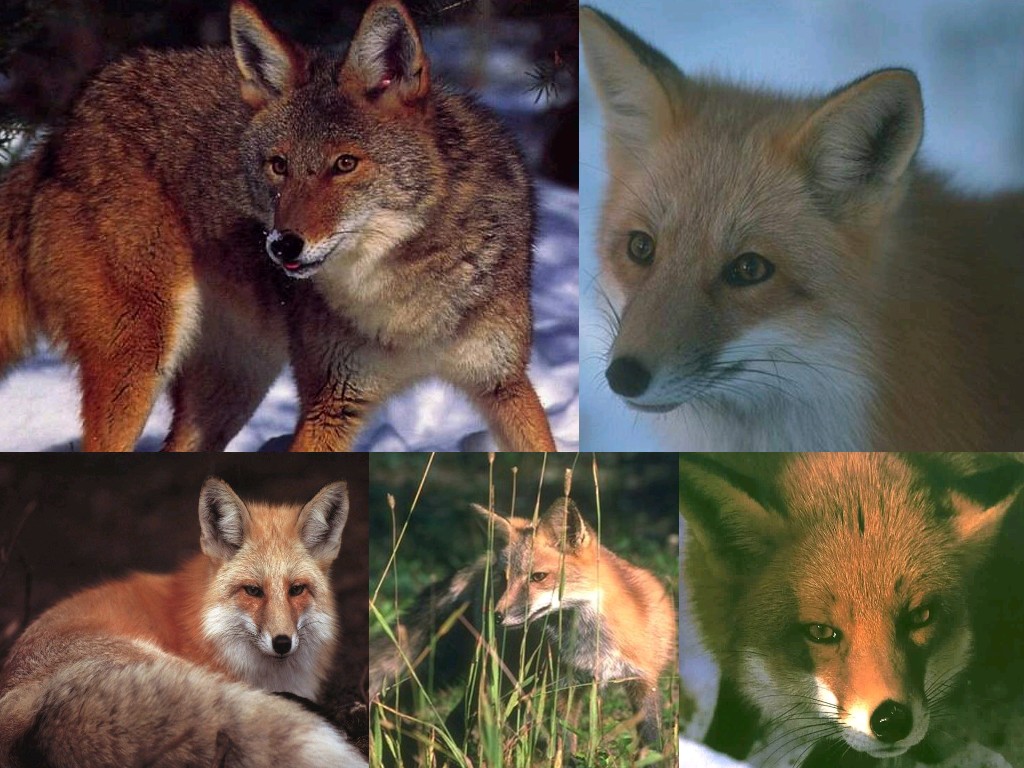 Fonds d'cran Animaux Renards Le renard