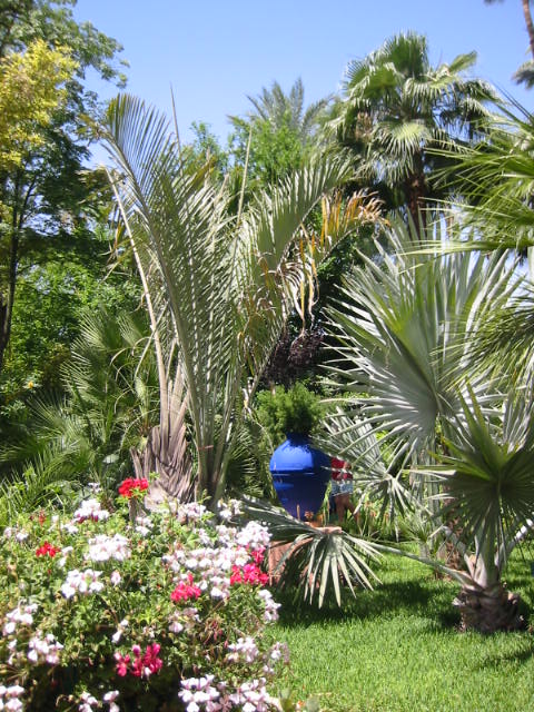 Wallpapers Nature Parks - Gardens Palmiers  Majorelle (Marrakech)