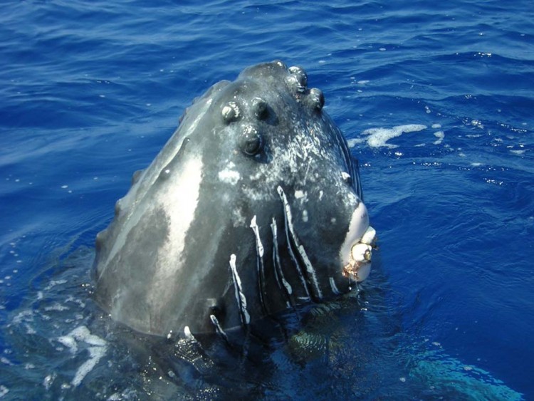 Fonds d'cran Animaux Vie marine - Baleines et Cachalots bonjour