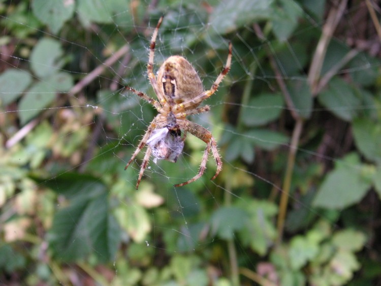 Fonds d'cran Animaux Araignes on mange