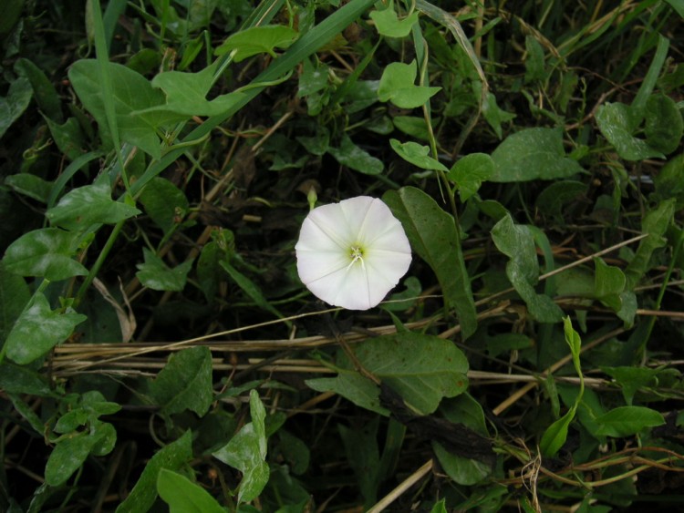 Wallpapers Nature Flowers petite blanche