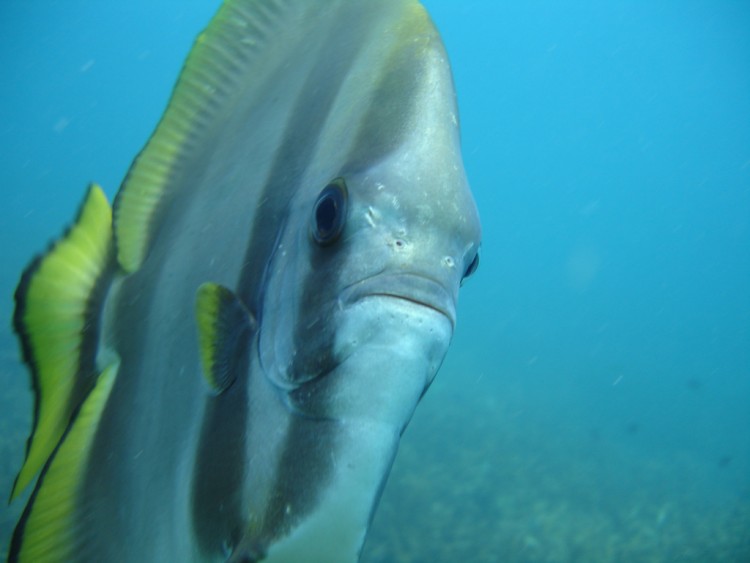 Wallpapers Animals Sealife - Fishes Teira Batfish