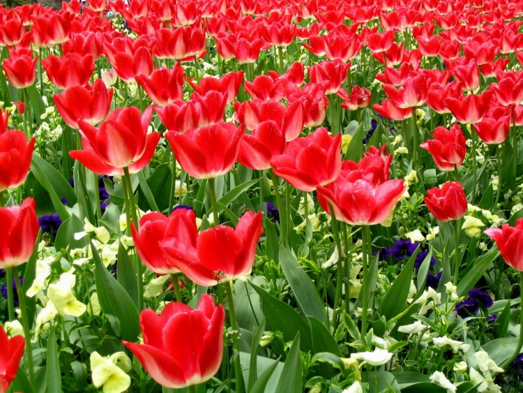 Fonds d'cran Nature Fleurs tulipes