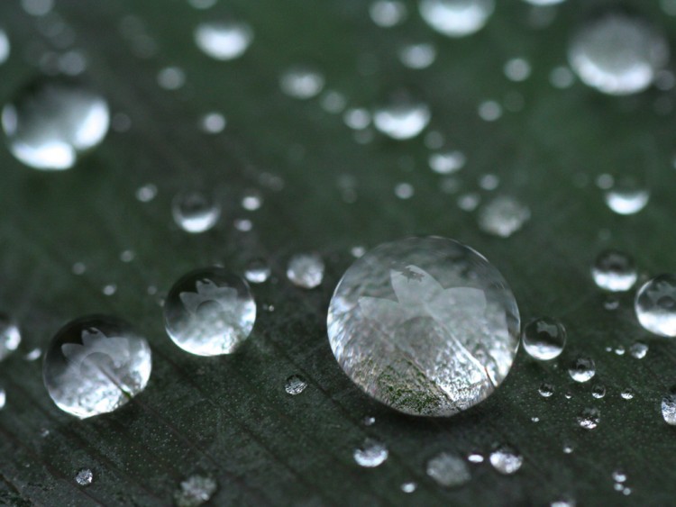 Wallpapers Nature Miscellaneous - Compositions goutte d'eau