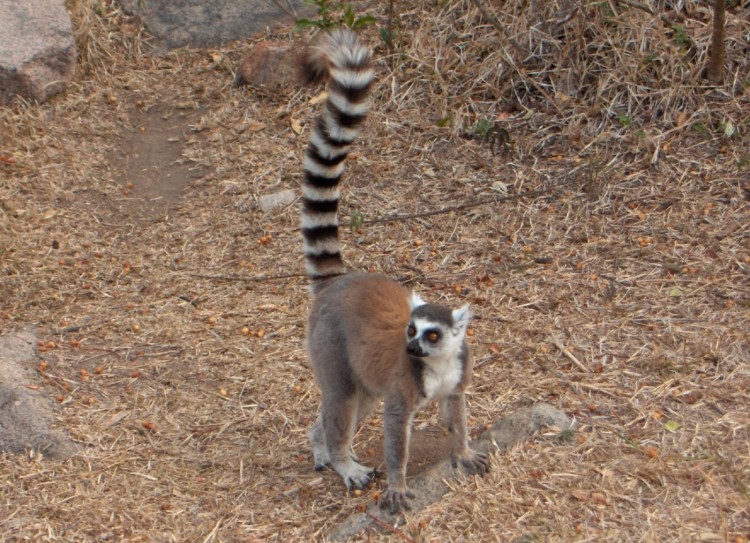 Fonds d'cran Animaux Lmuriens Lemur Catta - en libert  Madagascar