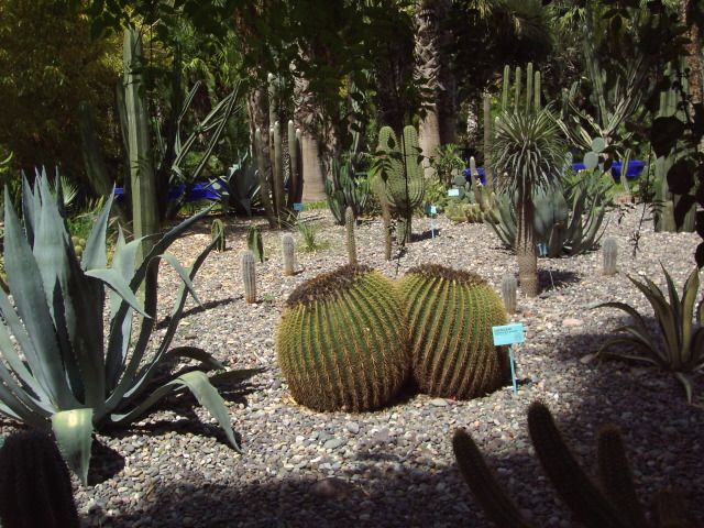 Wallpapers Nature Parks - Gardens Cactus en boule  Majorelle.