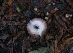 Fonds d'cran Nature sur bord de route