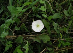 Wallpapers Nature petite blanche