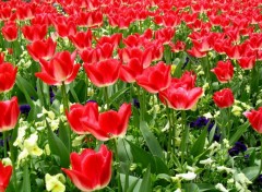 Wallpapers Nature tulipes