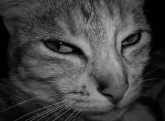 Wallpapers Animals Portrait de chat