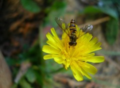 Fonds d'cran Animaux Insecte