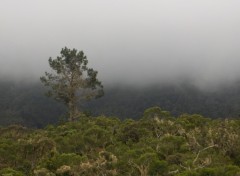 Fonds d'cran Voyages : Afrique Montagne dans la brume au Cirque de Cilaos