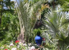 Fonds d'cran Nature Palmiers  Majorelle (Marrakech)