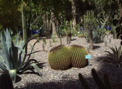 Fonds d'cran Nature Cactus en boule  Majorelle.