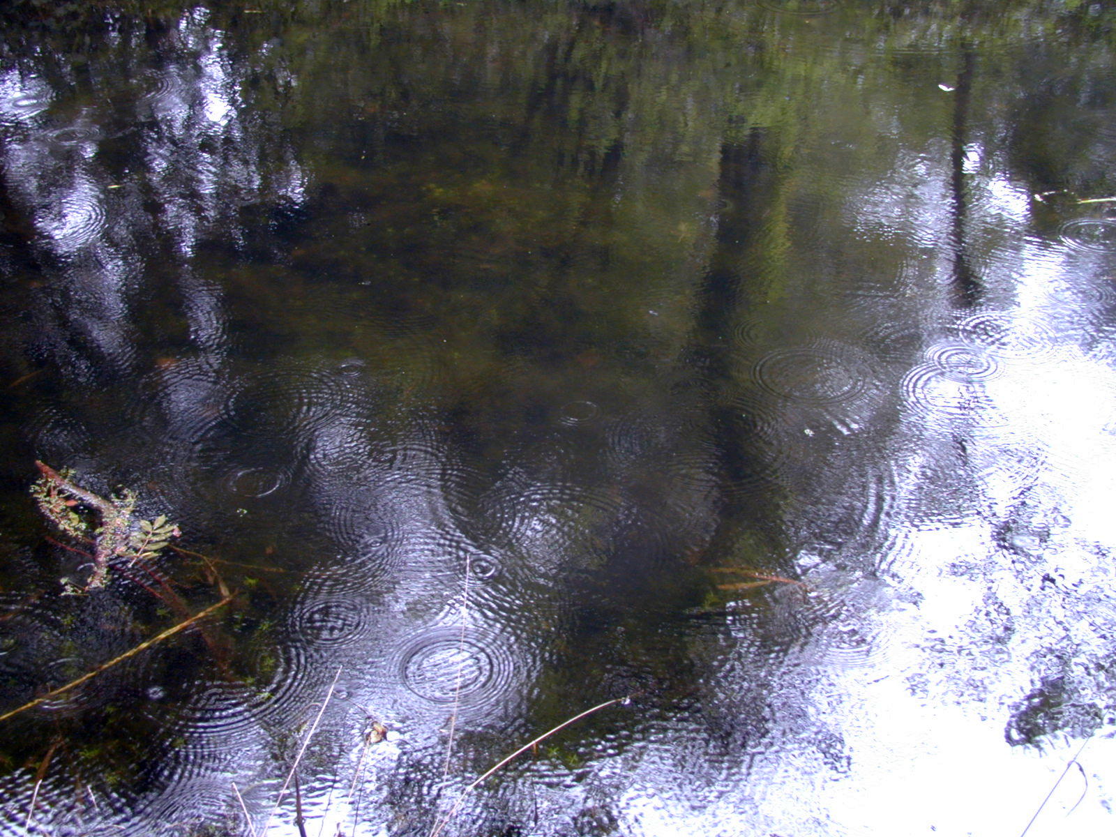 Wallpapers Nature Water - Reflection Reflets