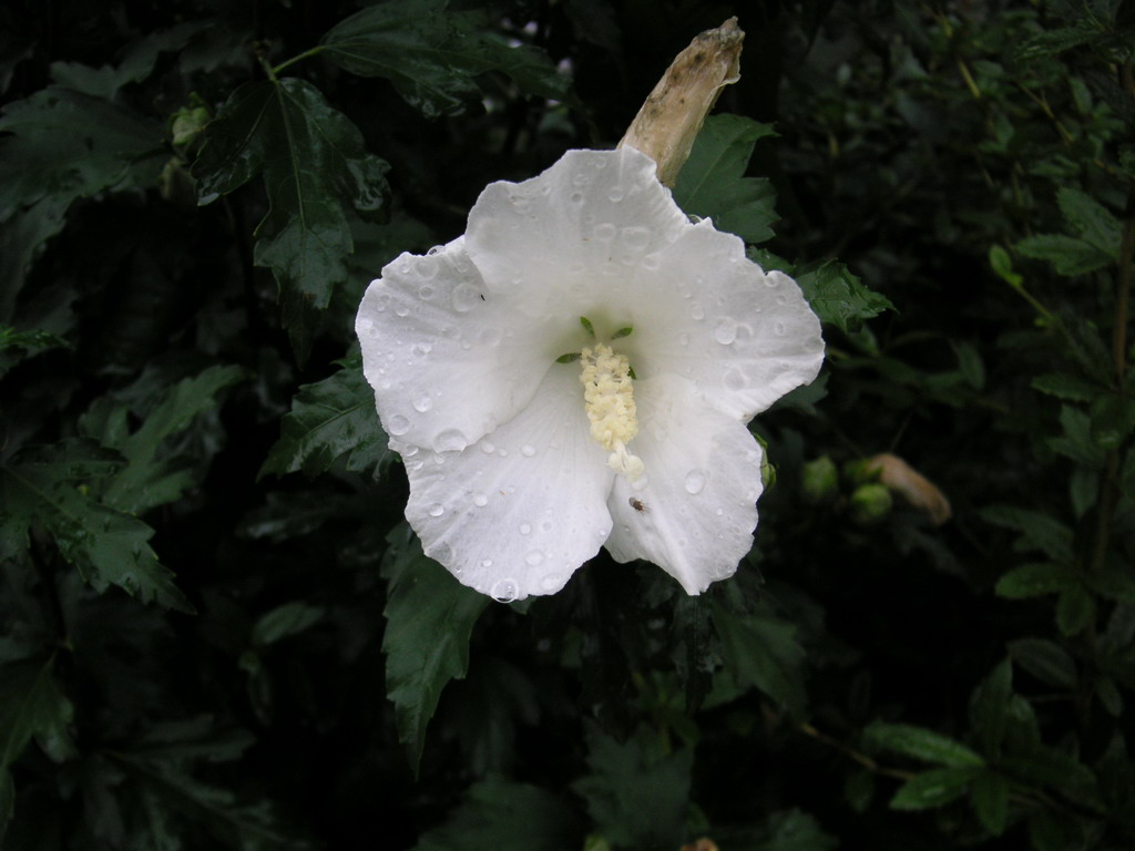 Fonds d'cran Nature Fleurs 