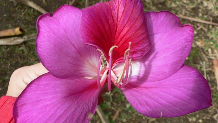 Fonds d'cran Nature Fleurs fleurs