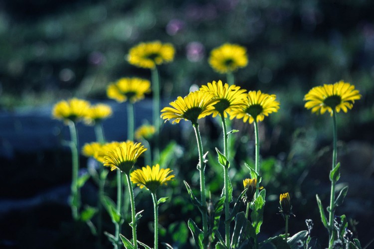 Wallpapers Nature Flowers Flore alpine