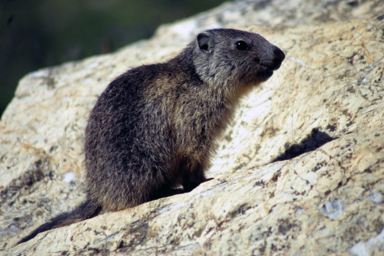 Wallpapers Animals Rodents - Misc Vanoise