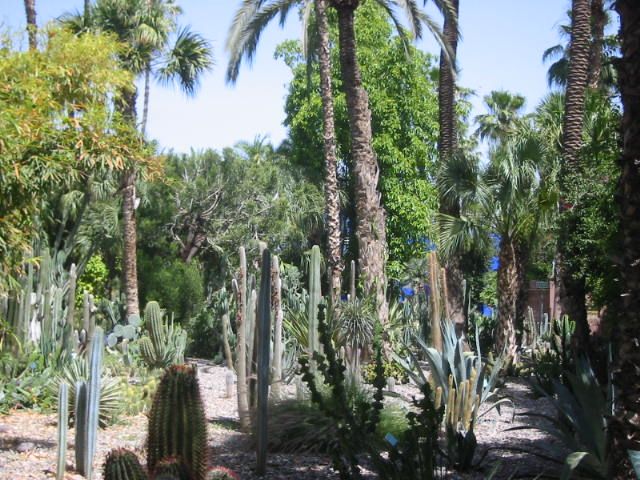 Wallpapers Nature Flowers Fort de cactus  Majorelle (Marrakech)