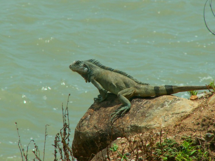 Fonds d'cran Animaux Lzards - Iguanes Iguane