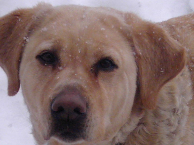 Fonds d'cran Animaux Chiens Laika