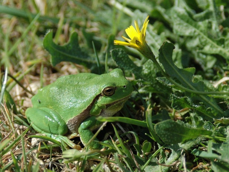 Fonds d'cran Animaux Grenouilles - Crapauds petite reinette