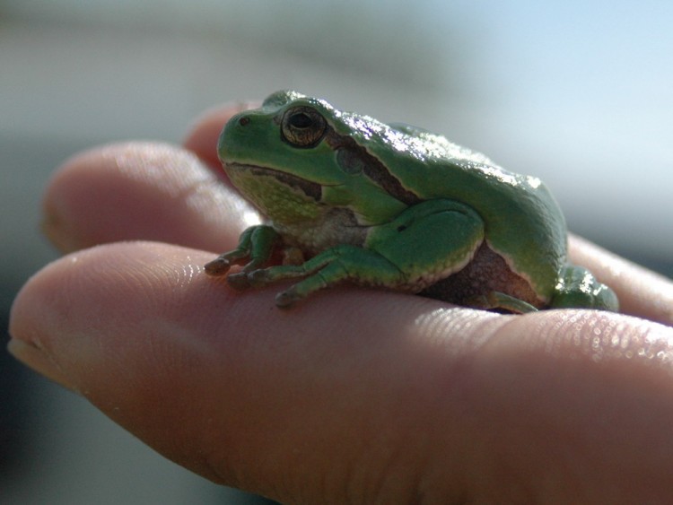 Fonds d'cran Animaux Grenouilles - Crapauds cool