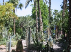 Wallpapers Nature Fort de cactus  Majorelle (Marrakech)