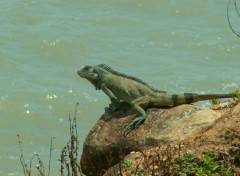 Fonds d'cran Animaux Iguane