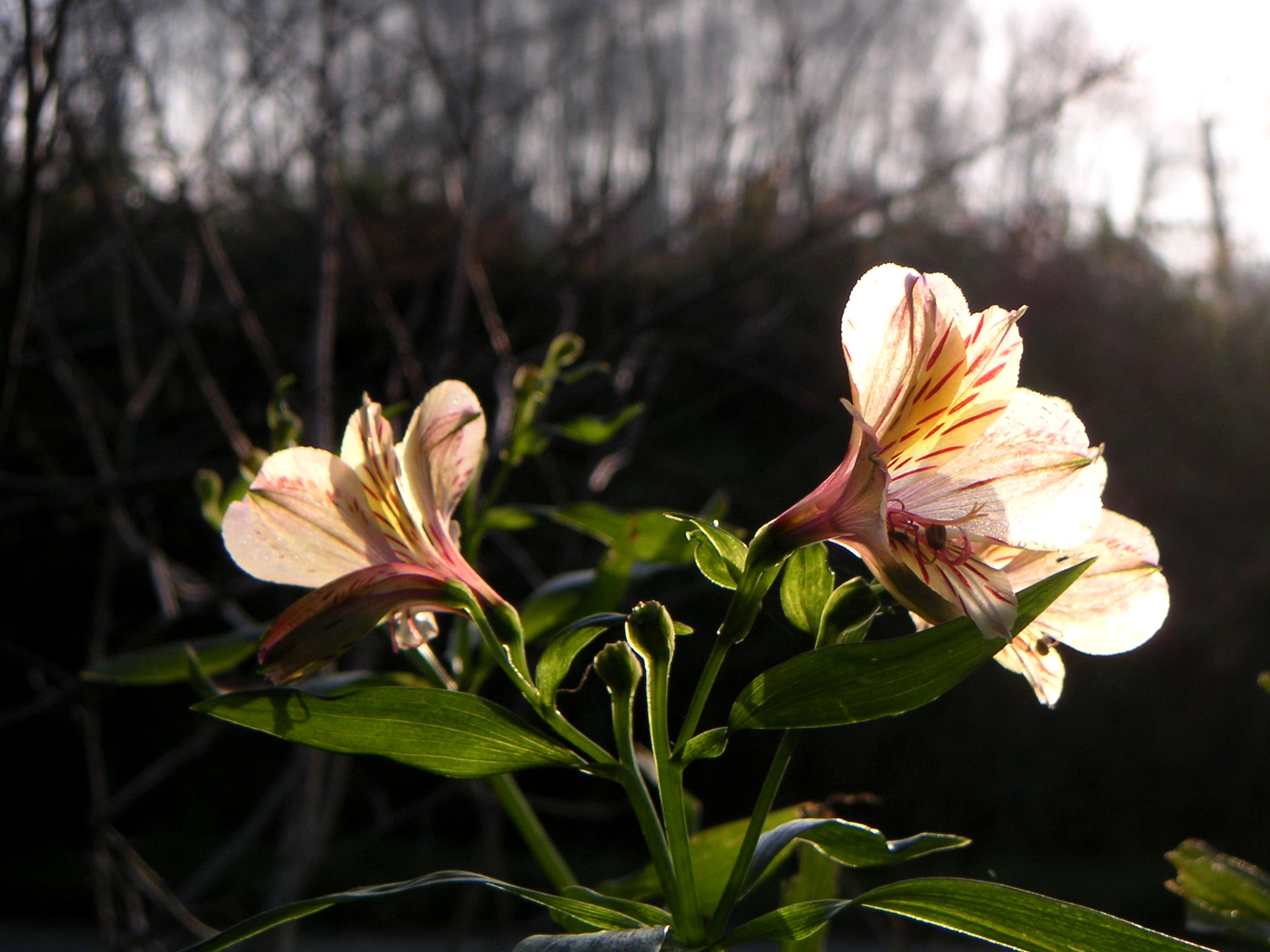 Wallpapers Nature Flowers Flower/flou