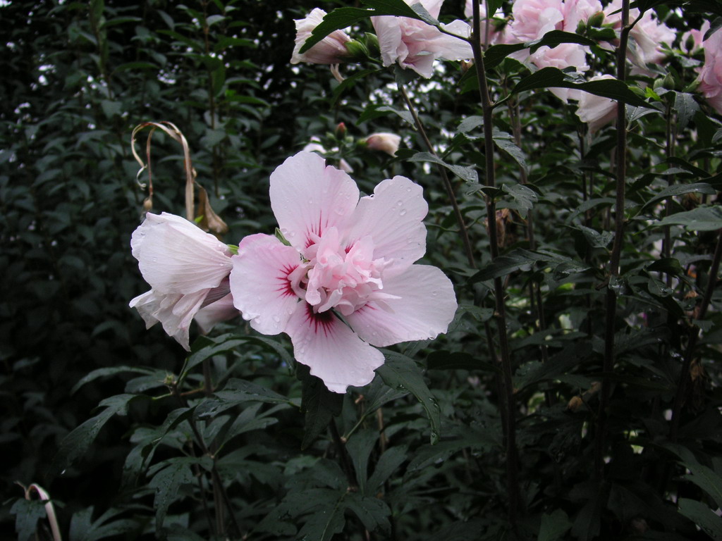 Fonds d'cran Nature Fleurs 