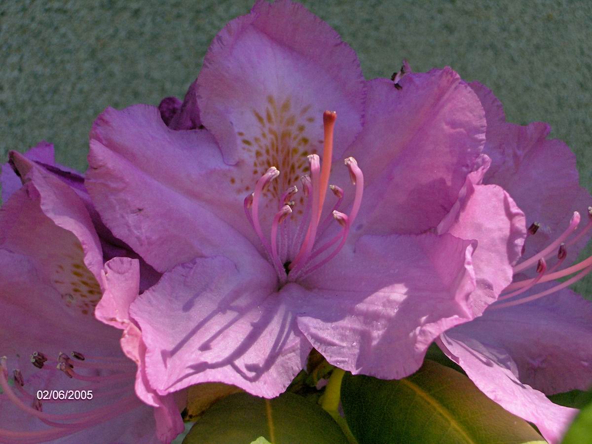 Wallpapers Nature Flowers rhododendron