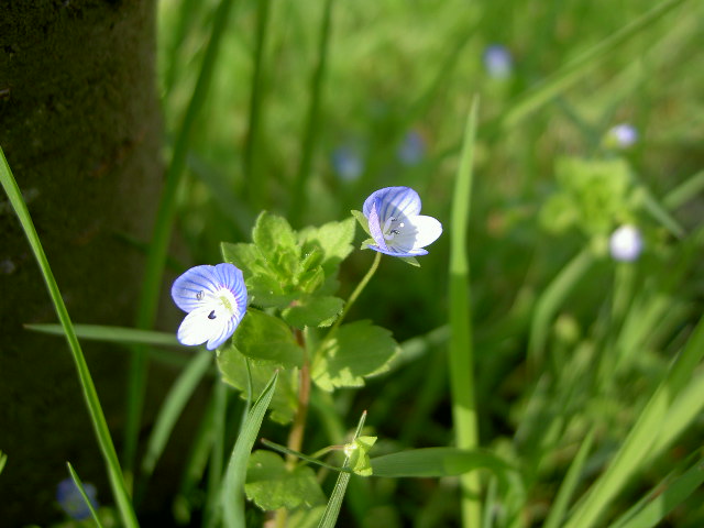 Wallpapers Nature Flowers myosotis