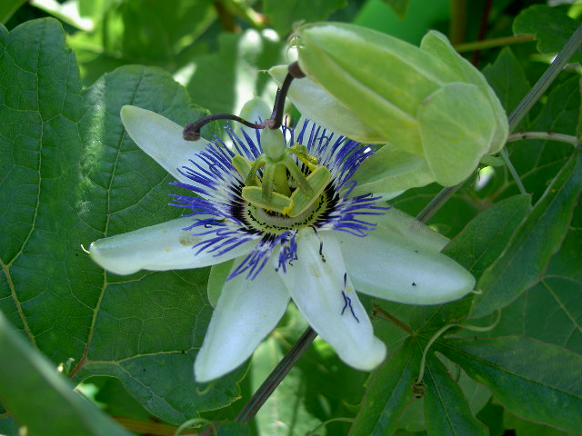 Wallpapers Nature Flowers fleur de la passion