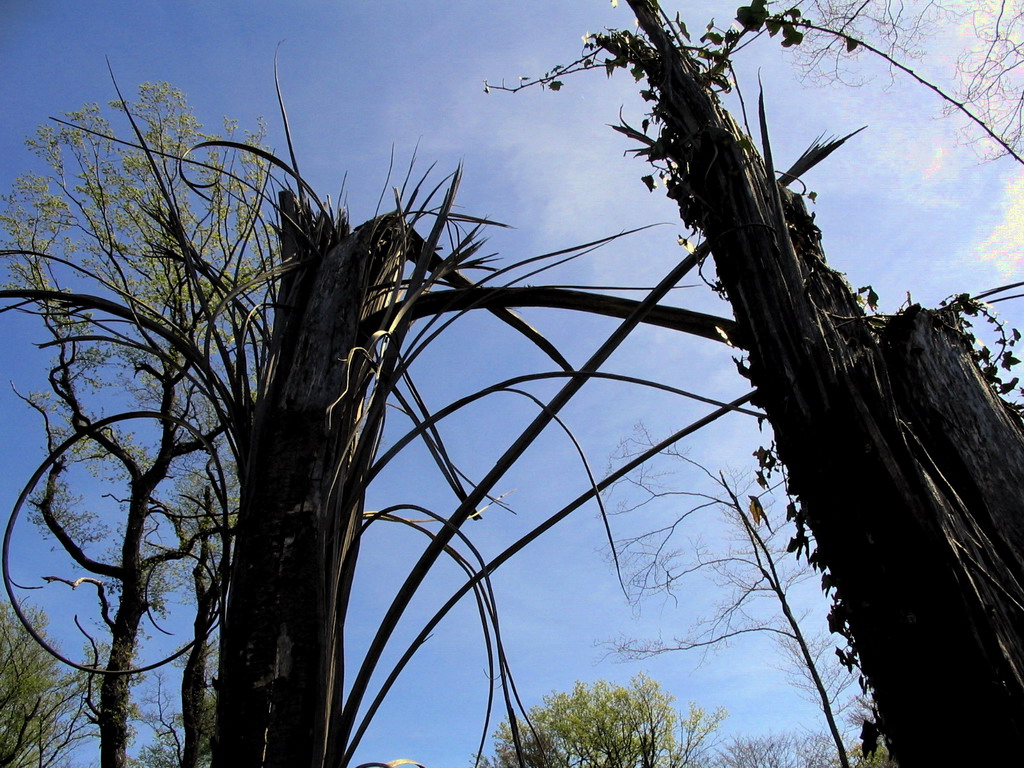 Fonds d'cran Nature Arbres - Forts Alsace