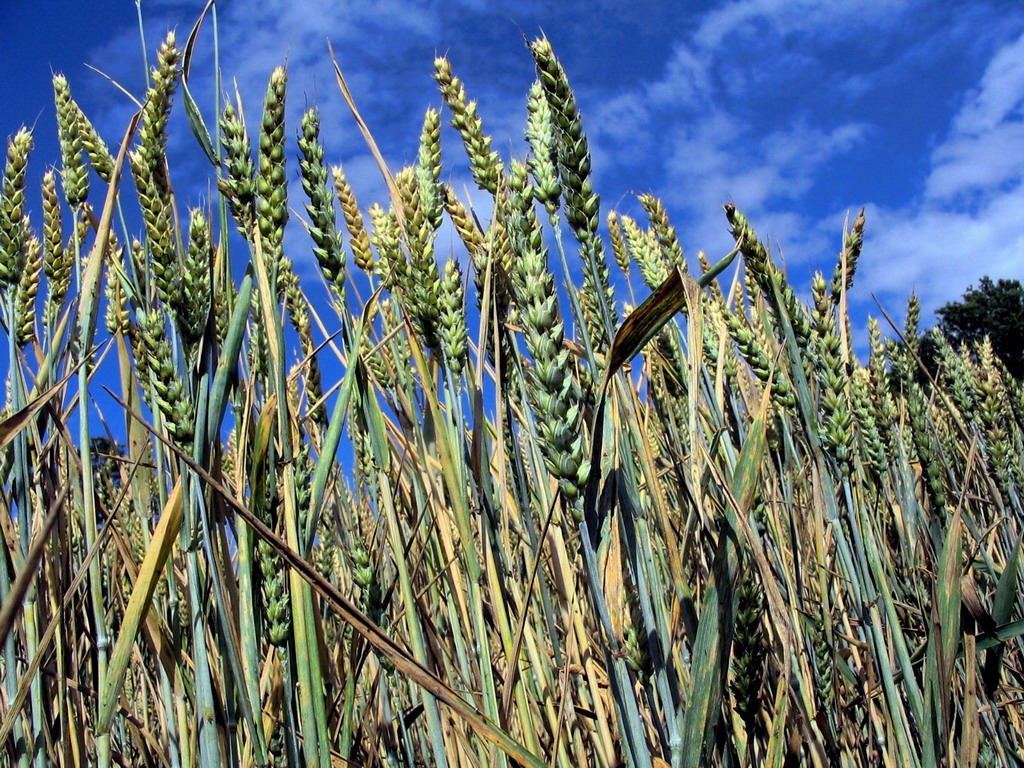 Fonds d'cran Nature Champs - Prairies champs de bls