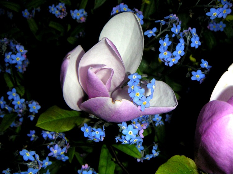 Wallpapers Nature Flowers Entrelas bleu/violet