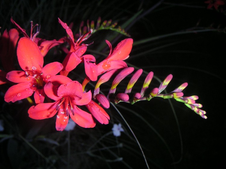 Wallpapers Nature Flowers Flower...red