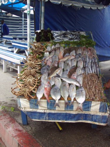 Wallpapers Animals Sealife - Misc Etalage du pcheur  Essaouira.