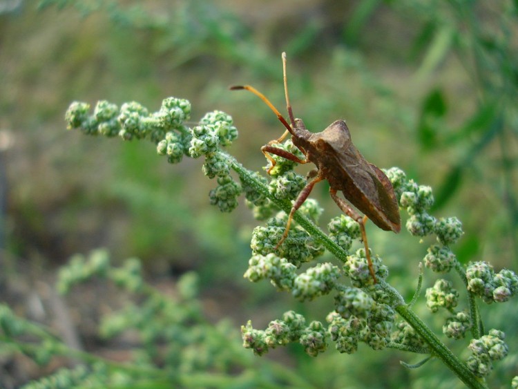 Wallpapers Animals Insectes - Bugs Punaise