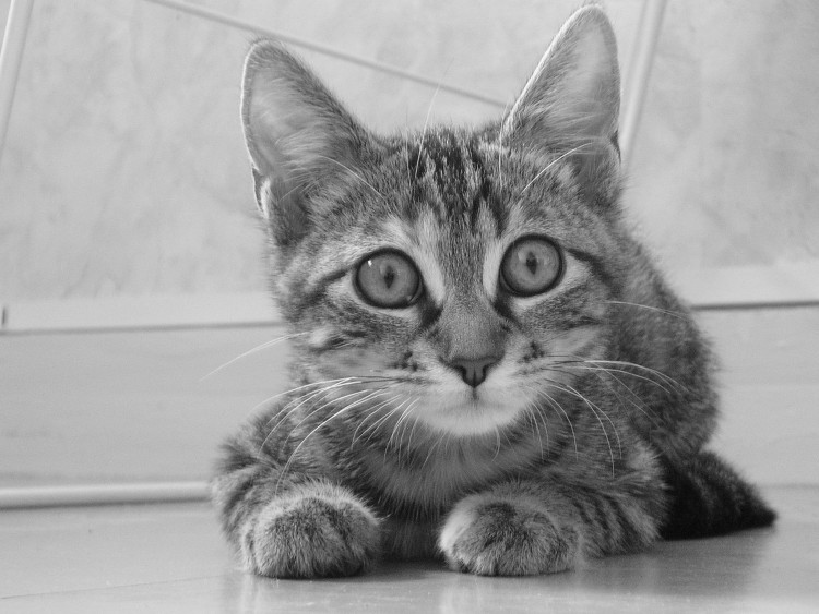 Fonds d'cran Animaux Chats - Chatons Vnus