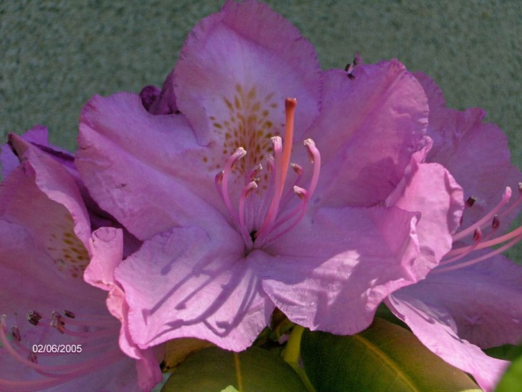 Wallpapers Nature Flowers rhododendron