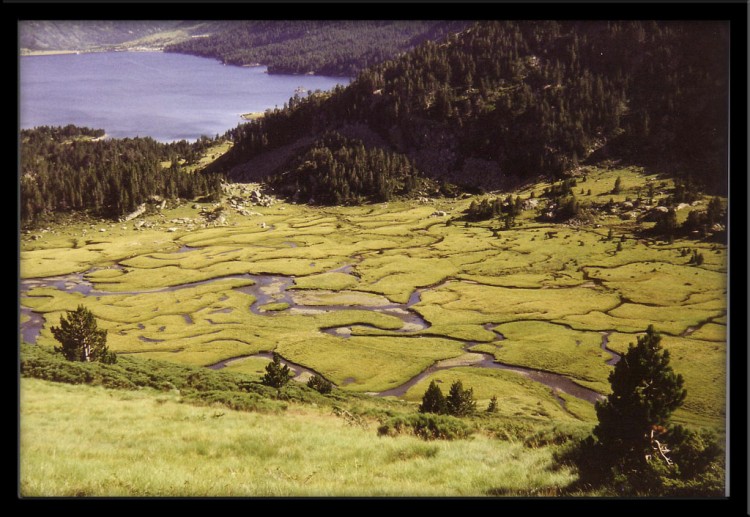 Fonds d'cran Nature Paysages Mandres dans les Pyrnes