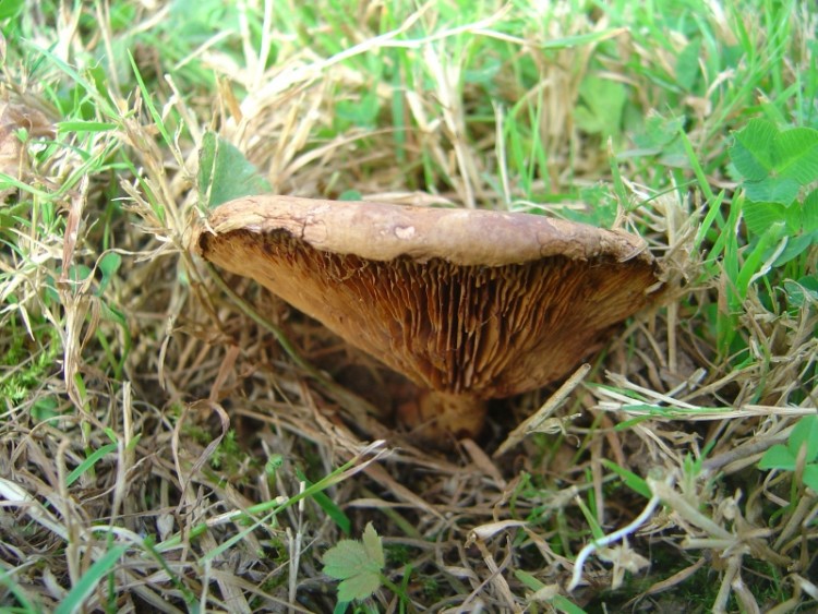 Wallpapers Nature Mushrooms Dja les champignons !