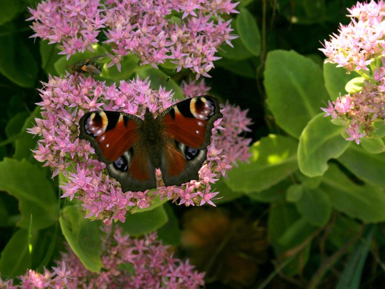 Fonds d'cran Animaux Insectes - Papillons Inachis io