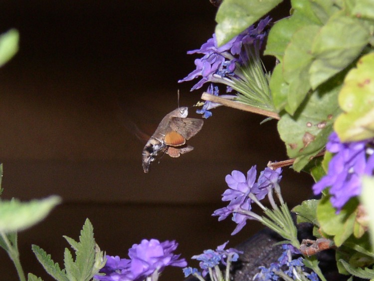 Fonds d'cran Animaux Insectes - Bombyles En plein vole